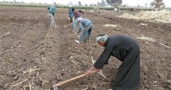 وزارة التموين تبدأ غدا استلام محصول القصب من المزارعين لإنتاج السكر المحلى