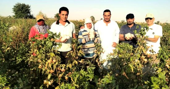 نورت يا قطن النيل.. افتتاح موسم جنى الذهب الأبيض فى مركز الفرافرة ومعدلاته مبشرة