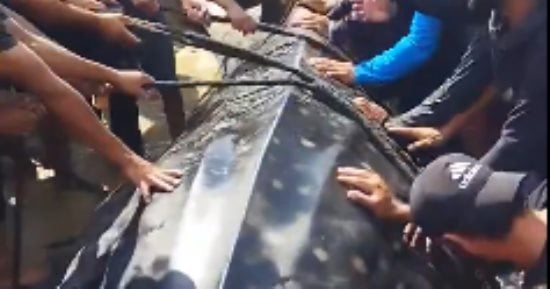 أهالى غزة يصطادون سمكة بطول 10 أمتار ووزن 2 طن على شاطئ خان يونس.. فيديو