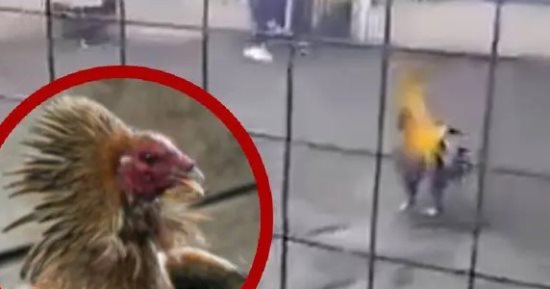 ديك يقتل صاحبه فى مصارعة ببيرو ويشعل الجدل على مواقع التواصل.. فيديو 