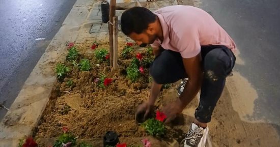بدء زراعة الجزيرة الوسطى بمشروع توسعة شارع أبو قير بالإسكندرية