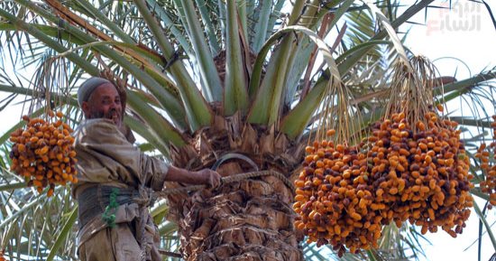موسم حصاد البلح يودع الغيطان