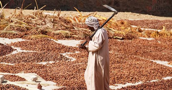 من قلب أسوان.. "مناشر البلح" تروي حكاية موسم جني التمور