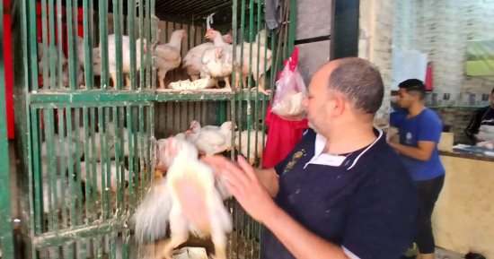 الفراخ بكام النهاردة؟.. أسعار الدواجن فى الإسكندرية اليوم