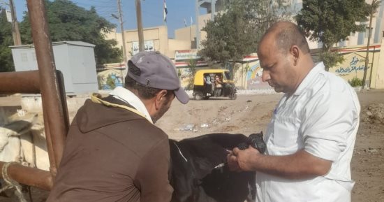 بيطرى الغربية: بدء تنفيذ الحملة الثالثة لتحصين الماشية ضد الحمى القلاعية