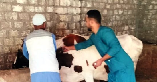 تحصين 12 ألفا و681 رأسا من الماشية ضد الأمراض الوبائية بأسوان