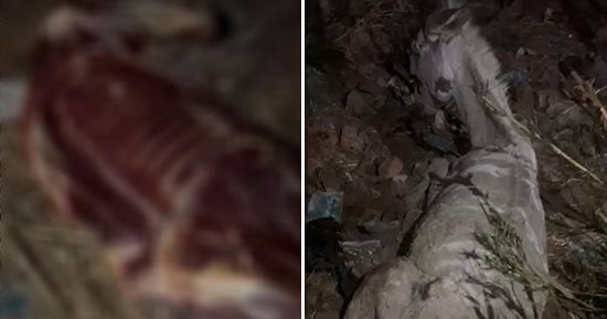 ضبط المتهم بذبح حمار وسلخ جلده وحملات على المطاعم المحيطة بالغربية