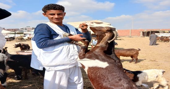أسعار الماعز فى سوق الثلاثاء للمواشى بالشرقية اليوم.. فيديو