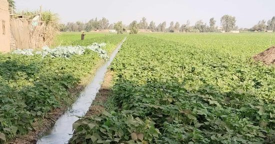 صادرات مصر من «الفاصوليا» تتجاوز 110 آلاف طن منذ بداية العام