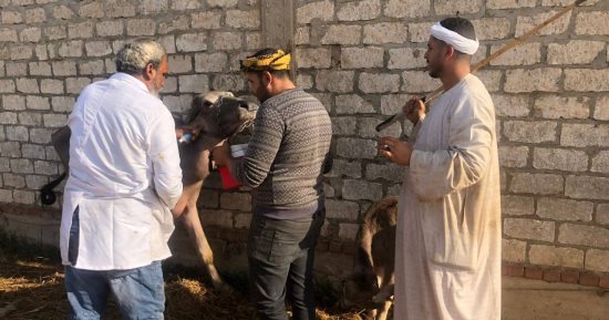 بيطرى كفر الشيخ: تحصين 62 ألف رأس وتابعنا 4 أسواق للماشية ولا توجد حالات وبائية