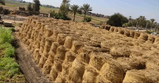 تجميع أكثر من 474 ألف طن قش أرز بالشرقية وتحرير  326 محضرا ضد المخالفين