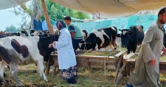"الطب البيطرى" يشن حملات شاملة لـ"تطهير الأسواق" من المستحضرات مجهولة المصدر