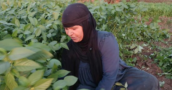 الحجر الزراعى: صادرات مصر من الملوخية تتجاوز 5200 طن منذ بداية العام