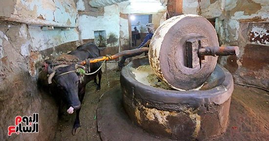 صورة اليوم.. معصرة الزيوت الطبيعية في قوص شاهدة على التراث