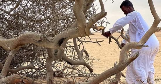 من بقايا الأشجار إلى نار الدفء وطهو العصيدة.. كيف جعل أبناء البادية فى حلايب وشلاتين الحطب سر الحياة والبقاء ومصدر الطاقة.. يبدأ الراعى يومه برحلة طويلة عبر مجارى السيول للبحث عن بقايا الأشجار اليابسة.. صور
