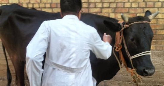 تحصين 7054 رأس ماشية ضمن الحملة القومية ضد الحمى القلاعية وحمى الوادى المتصدع بسوهاج