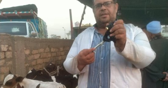 الطب البيطرى بسوهاج يواصل أعمال التحصين ضد الحمى القلاعية وحمى الوادى المتصدع