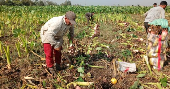 فرحة فى غيطان الشرقية بموسم حصاد القلقاس.. صور