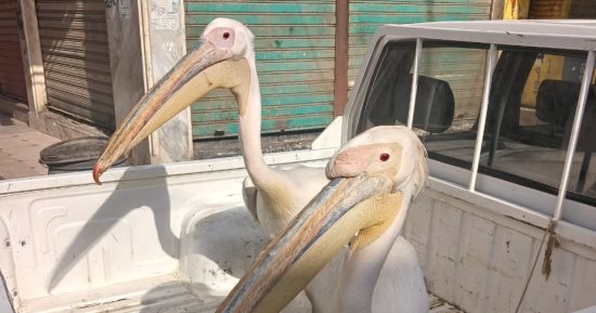 جريمة تستوجب المساءلة القانونية.. احذر اقتناء أو عرض طيور البجع دون ترخيص