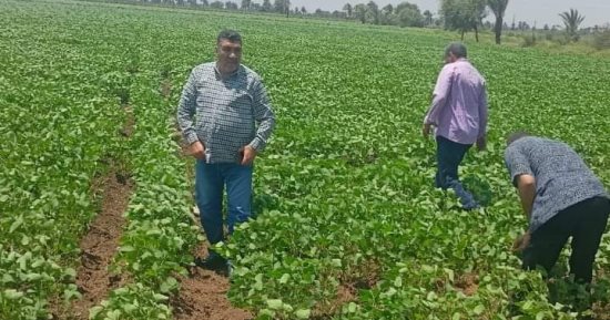 بشاير الخير.. قلعة زراعة البطاطس بالمنيا تبدا موسم الحصاد.. صور