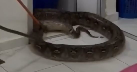 ثعبان ضخم يخترق سقف منزل فى ماليزيا.. فيديو
