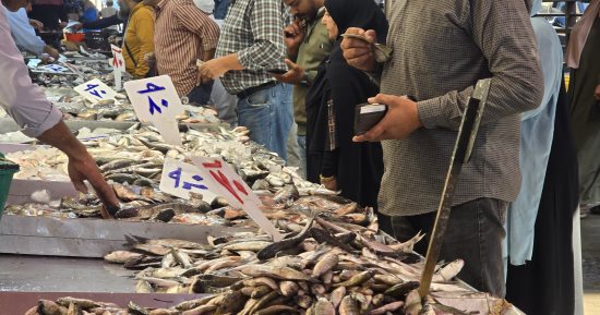 أسعار الأسماك بأسواق مطروح اليوم الخميس 11-12-2025.. التونة بـ180 جنيه