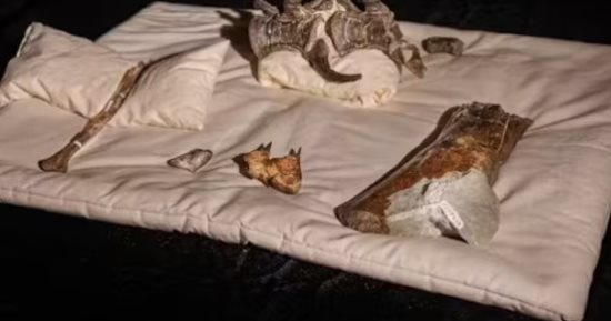 قبل 121 مليون عام.. أحفورة عملاق مفترس بأستراليا تقلب نظريات تطور الديناصورات