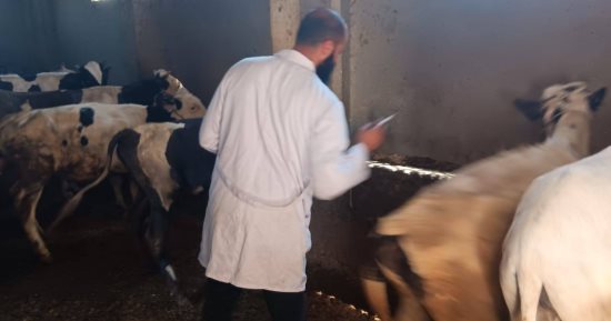 بيطرى كفر الشيخ: تحصين 236 ألفا و 774 رأس ماشية ضد الحمى القلاعية والوادى المتصدع
