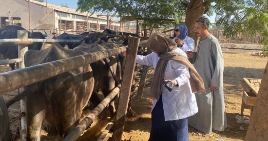 تحصين 94,406 رأس ماشية عبر 1,288 فرقة بيطرية خلال 4 أسابيع بأسيوط
