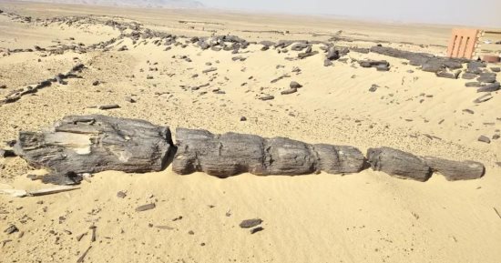 عمرها 34 مليون سنة.. الغابة المتحجرة بالفيوم شاهد جيولوجى على مر العصور
