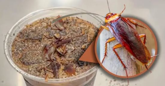 قهوة بالصراصير المطحونة تثير الجدل فى بكين.. تعرف عليها