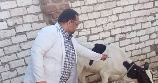 بيطري بسوهاج:  تحصين 166488 رأس ماشية ضد الحمى القلاعية