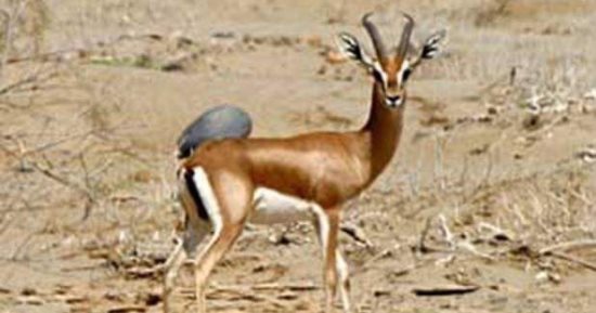 رحلة في عالم محمية جبل علبة جنوب البحر الأحمر.. موطن الوعل النوبي والغزال الجبلي والثعلب الأحمر والعقاب النسري والصقر الحر.. أندر كائنات حافظت على وجودها في واحدة من أعظم المحميات الطبيعية بمصر والشرق الأوسط