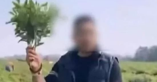 نهب جماعى لحقول الفلفل فى الصين بسبب منشور مزيف على وسائل التواصل