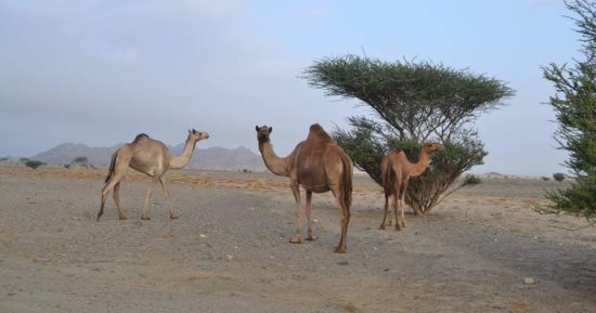 كيف يستقبل أهالى جنوب البحر الأحمر موسم الشتاء؟.. مشاهد فرح وعودة حياة إلى الأودية والسهول.. أمطار غزيرة وسيول تتبعها خضرة ومراعٍ.. ونشاط كبير فى حركة الرعى والأسواق والطقوس التراثية.. صور