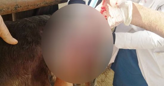 جراحة ناجحة لعجل يعانى من مغص منذ 4 أيام فى الغربية.. صور