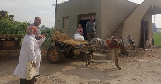 تحصين 256 ألف رأس ماشية فى الحملة القومية للتحصين ضد الحمى القلاعية بالدقهلية