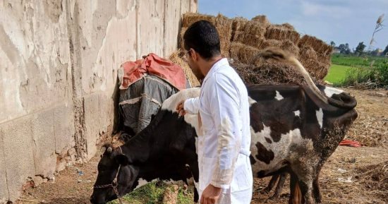 تحصين 251 ألفا و992 رأس ماشية ضد الحمى القلاعية والوادي المتصدع بكفر الشيخ