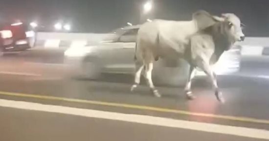 بسبب "عجل".. العناية الإلهية تنقذ الطريق الدائري من كارثة مرورية.. شاهد