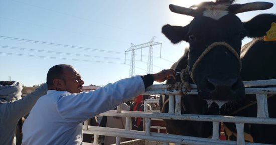 لجان الطب البيطرى تفحص الماشية للتأكد بخلوها من الأمراض الوبائية.. صور