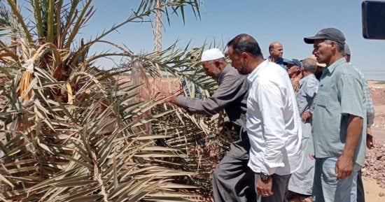 زراعة الوادي الجديد: علاج 59 ألف شجرة نخيل من مرض سوسة النخيل الحمراء