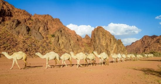 حائل السعودية تسجل نموا سياحيا يعزز مكانتها بصفتها وجهة بارزة لعام 2025