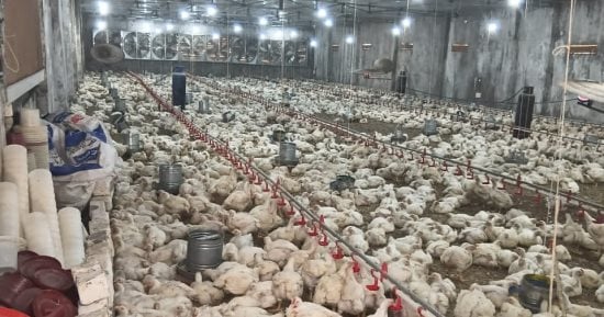 معهد بحوث الإنتاج الداجنى: نمو الدواجن مرتبط بالطفرات الجينية