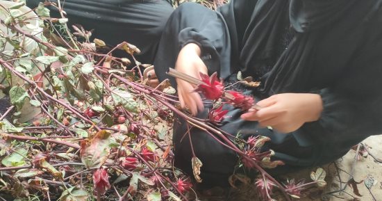 فرحة سيدات القرى جنوب الأقصر في موسم حصاد وتفصيص أعواد الكركديه.. صور