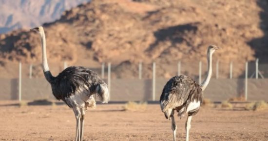 محمية الأمير محمد بن سلمان الملكية تعيد توطين النعام ذو الرقبة الحمراء