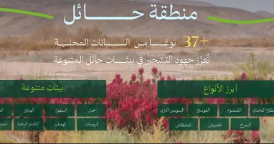 الوطنى للتشجير بالسعودية: الطلح والقيصوم أكثر النباتات المحلية انتشارًا فى حائل