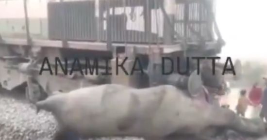 بسبب الضباب الكثيف.. قطار نيودلهى السريع يصدم قطيع أفيال فى الهند (فيديو)