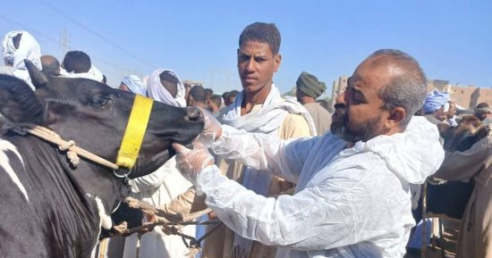 رئيس الطب البيطرى: القوافل المجانية ركيزة أساسية لزيادة الإنتاج الحيوانى