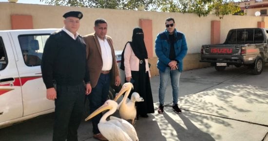 التحفظ على طائرين من طيور البجع من سوق الأسماك المطور بالإسماعيلية.. تفاصيل