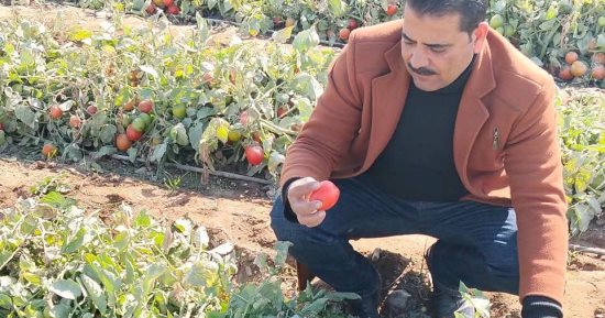 زراعة سوهاج: لا إصابات وبائية بزراعات الطماطم ومستويات الآفات آمنة